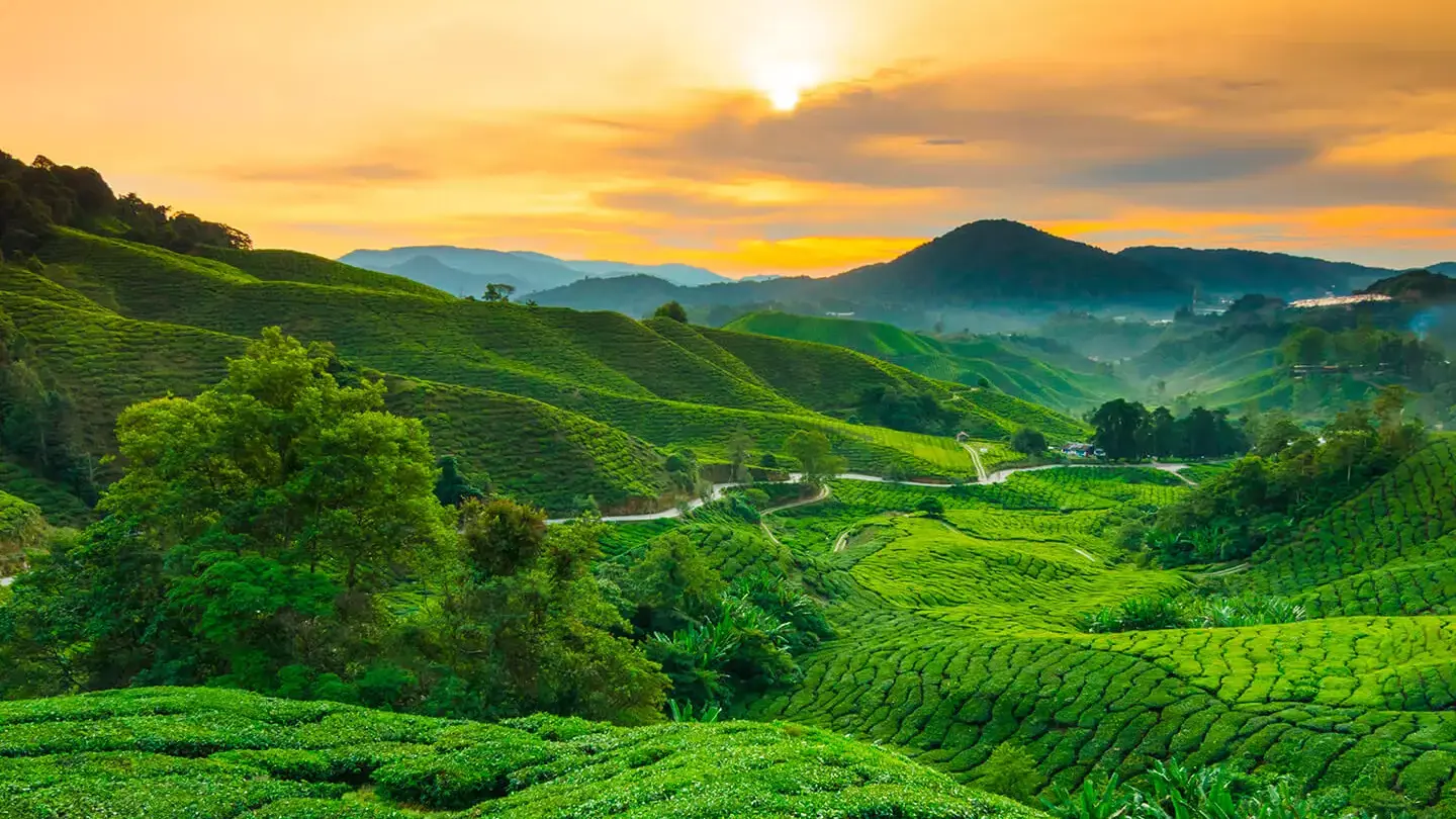 Tea field with sunset as background.jpg