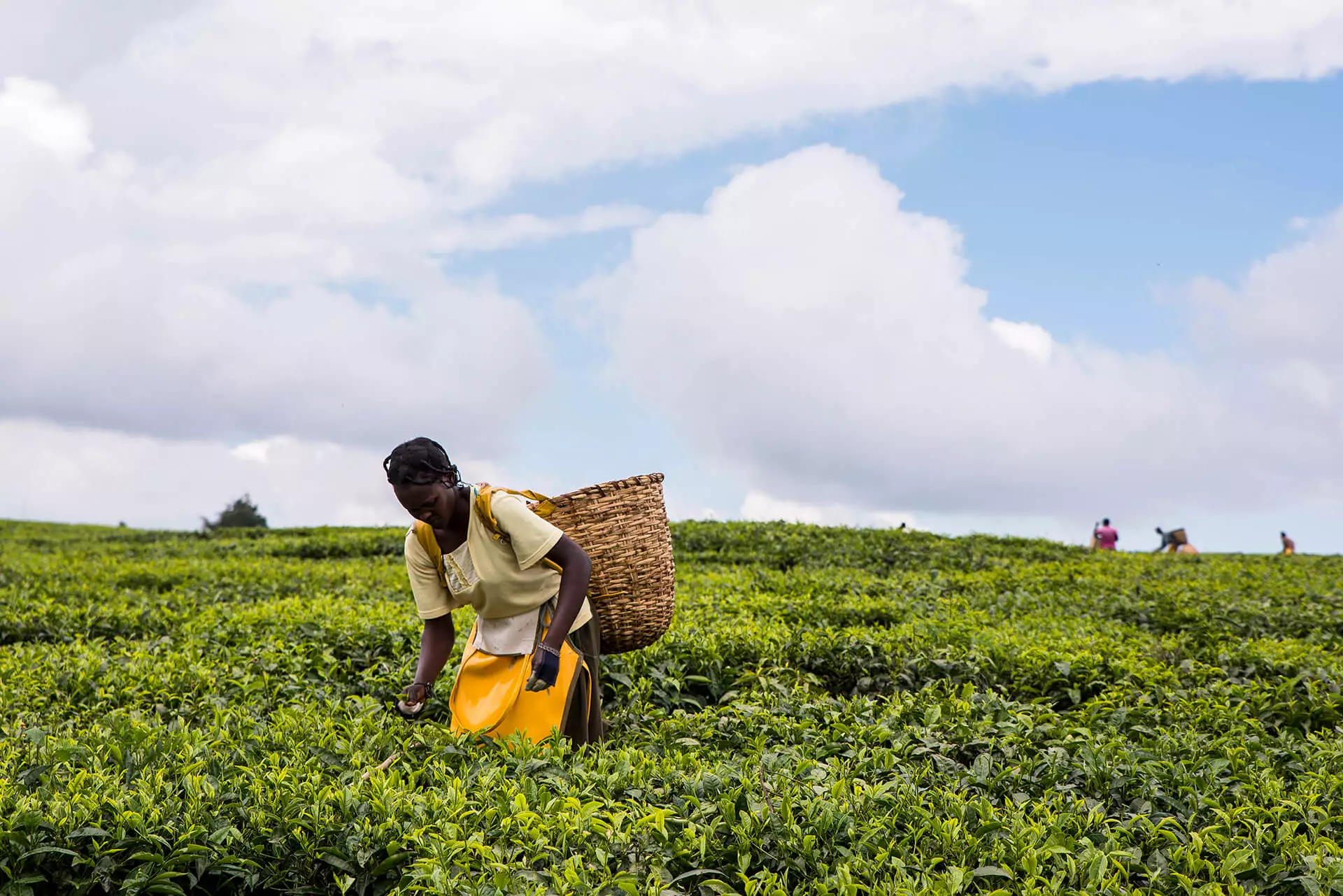 Tea lady worker harvesting tea in Kenya.jpg