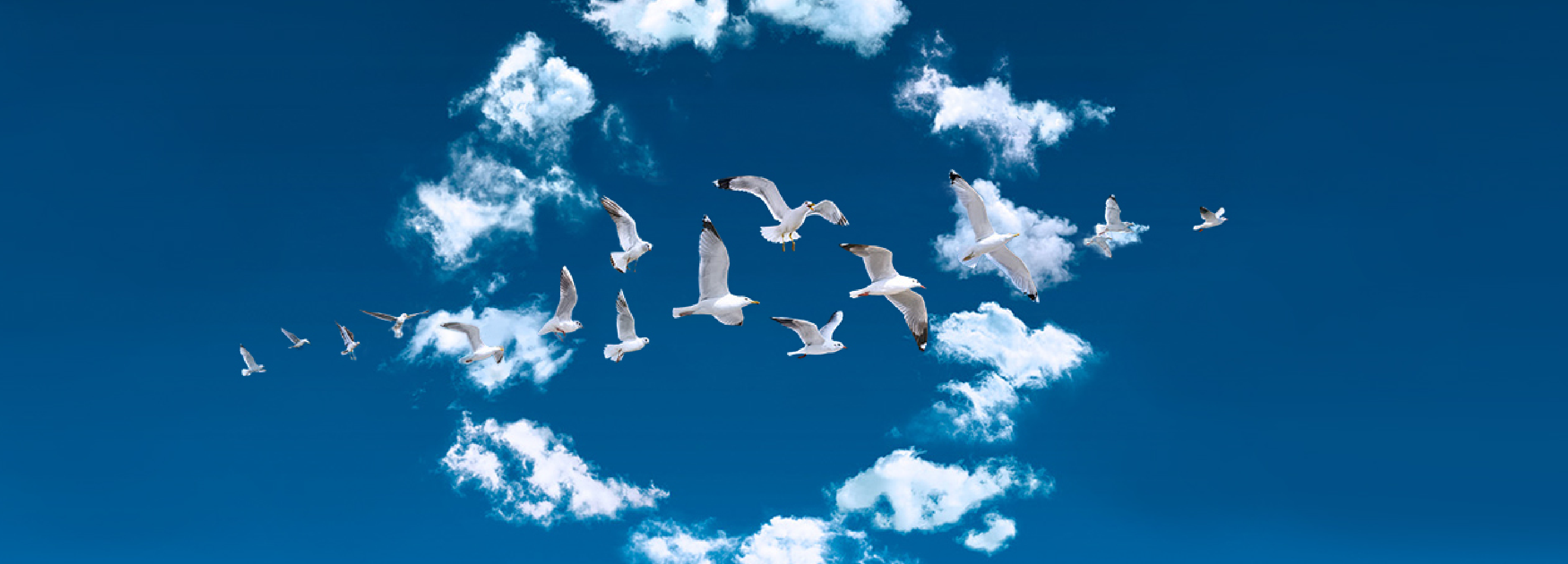 biofuel solution banner.jpg